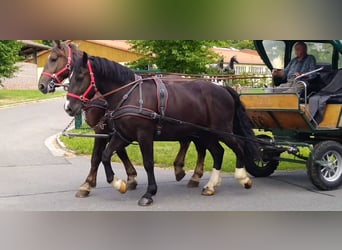 Schweres Warmblut, Wallach, 4 Jahre, 164 cm, Rappe