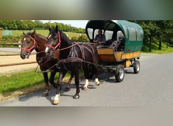 Schweres Warmblut, Wallach, 4 Jahre, 164 cm, Rappe