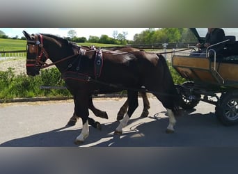Schweres Warmblut, Wallach, 4 Jahre, 164 cm, Rappe