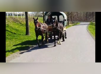 Schweres Warmblut, Wallach, 4 Jahre, 164 cm, Rappe