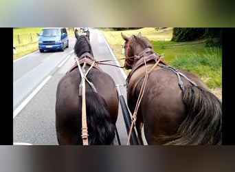 Schweres Warmblut, Wallach, 4 Jahre, 164 cm, Rappe