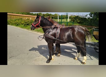 Schweres Warmblut, Wallach, 4 Jahre, 164 cm, Rappe