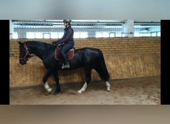 Schweres Warmblut, Wallach, 4 Jahre, 164 cm, Rappe