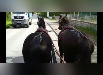 Schweres Warmblut, Wallach, 4 Jahre, 164 cm, Rappe