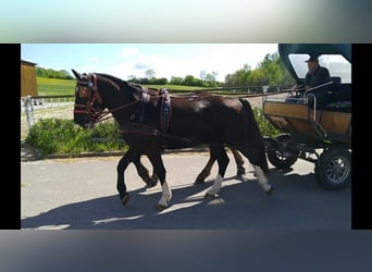 Schweres Warmblut, Wallach, 4 Jahre, 164 cm, Rappe