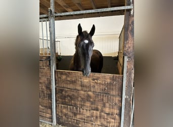 Schweres Warmblut, Wallach, 4 Jahre, 164 cm, Rappe