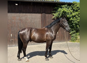 Schweres Warmblut, Wallach, 4 Jahre, 164 cm, Rappe