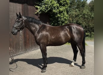 Schweres Warmblut, Wallach, 4 Jahre, 164 cm, Rappe