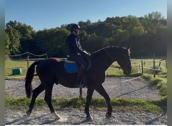 Schweres Warmblut, Wallach, 4 Jahre, 164 cm, Rappe