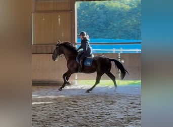 Schweres Warmblut, Wallach, 4 Jahre, 164 cm, Rappe