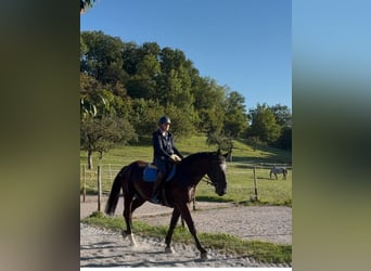 Schweres Warmblut, Wallach, 4 Jahre, 164 cm, Rappe
