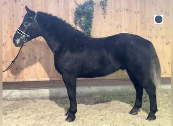 Schweres Warmblut, Wallach, 4 Jahre, 164 cm, Rappschimmel