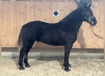 Schweres Warmblut, Wallach, 4 Jahre, 164 cm, Rappschimmel