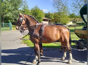 Schweres Warmblut, Wallach, 4 Jahre, 165 cm, Brauner