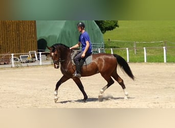 Schweres Warmblut, Wallach, 4 Jahre, 165 cm, Brauner