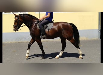 Schweres Warmblut, Wallach, 4 Jahre, 165 cm, Brauner