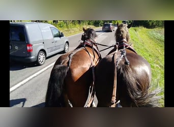 Schweres Warmblut, Wallach, 4 Jahre, 165 cm, Brauner