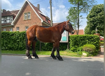 Schweres Warmblut, Wallach, 4 Jahre, 165 cm, Brauner