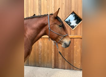 Schweres Warmblut, Wallach, 4 Jahre, 165 cm, Brauner