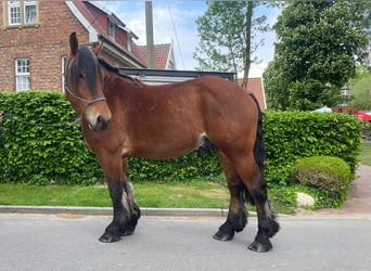 Schweres Warmblut, Wallach, 4 Jahre, 165 cm, Brauner