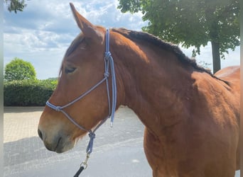 Schweres Warmblut, Wallach, 4 Jahre, 165 cm, Brauner