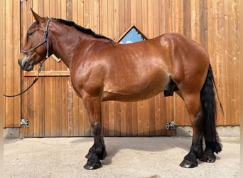 Schweres Warmblut, Wallach, 4 Jahre, 165 cm, Brauner