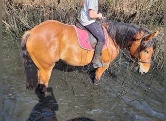 Schweres Warmblut, Wallach, 4 Jahre, 165 cm, Brauner