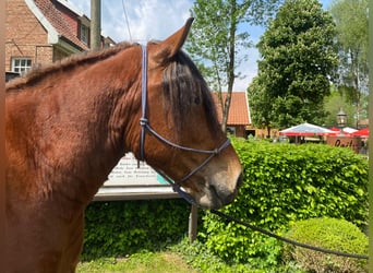 Schweres Warmblut, Wallach, 4 Jahre, 165 cm, Brauner