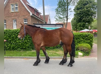 Schweres Warmblut, Wallach, 4 Jahre, 165 cm, Brauner