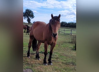 Schweres Warmblut, Wallach, 4 Jahre, 165 cm, Brauner