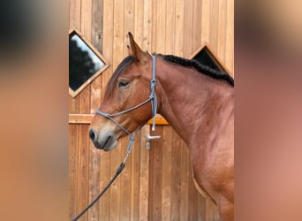 Schweres Warmblut, Wallach, 4 Jahre, 165 cm, Brauner