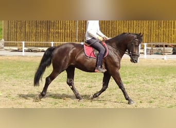 Schweres Warmblut, Wallach, 4 Jahre, 165 cm, Rappe