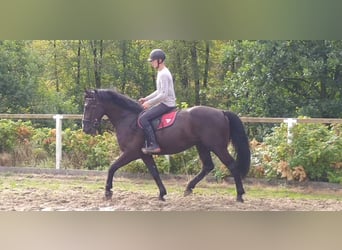 Schweres Warmblut, Wallach, 4 Jahre, 165 cm, Rappe