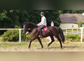 Schweres Warmblut, Wallach, 4 Jahre, 165 cm, Rappe