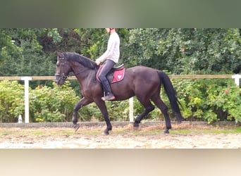 Schweres Warmblut, Wallach, 4 Jahre, 165 cm, Rappe