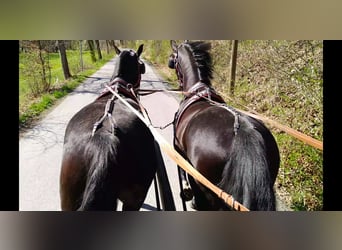 Schweres Warmblut, Wallach, 4 Jahre, 166 cm, Rappe