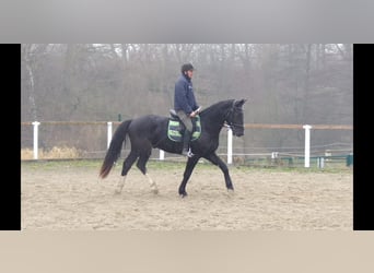 Schweres Warmblut, Wallach, 4 Jahre, 166 cm, Rappe