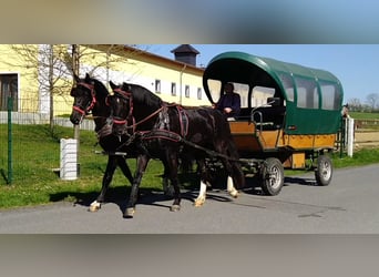 Schweres Warmblut, Wallach, 4 Jahre, 166 cm, Rappe