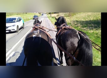 Schweres Warmblut, Wallach, 4 Jahre, 166 cm, Rappe