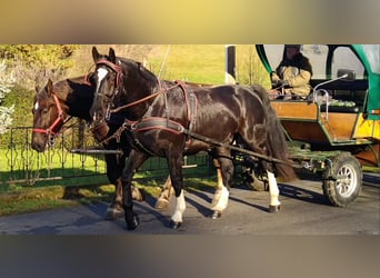 Schweres Warmblut, Wallach, 4 Jahre, 166 cm, Rappe
