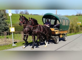 Schweres Warmblut, Wallach, 4 Jahre, 166 cm, Rappe