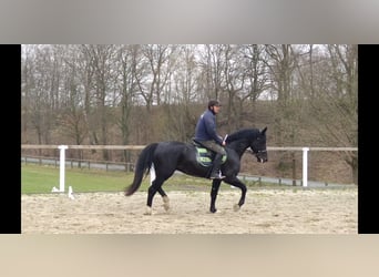 Schweres Warmblut, Wallach, 4 Jahre, 166 cm, Rappe
