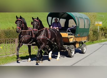 Schweres Warmblut, Wallach, 4 Jahre, 166 cm, Rappe