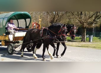 Schweres Warmblut, Wallach, 4 Jahre, 166 cm, Rappe