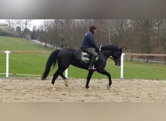 Schweres Warmblut, Wallach, 4 Jahre, 166 cm, Rappe