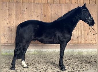 Schweres Warmblut, Wallach, 4 Jahre, 166 cm, Rappe