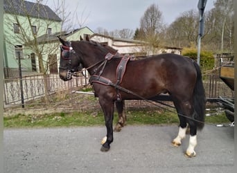 Schweres Warmblut, Wallach, 4 Jahre, 166 cm, Schwarzbrauner