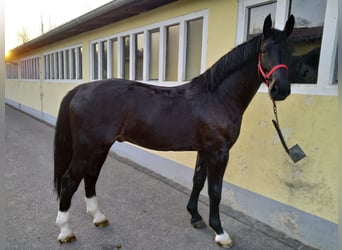 Schweres Warmblut, Wallach, 4 Jahre, 166 cm, Schwarzbrauner