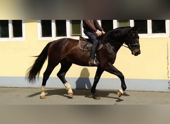 Schweres Warmblut, Wallach, 4 Jahre, 166 cm, Schwarzbrauner