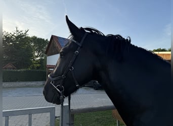 Schweres Warmblut, Wallach, 4 Jahre, 167 cm, Rappe